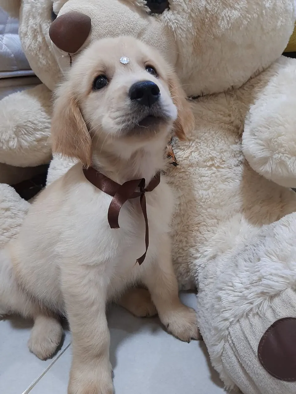 Filhote Golden Retriever - Puro Sangue e Encantador!
