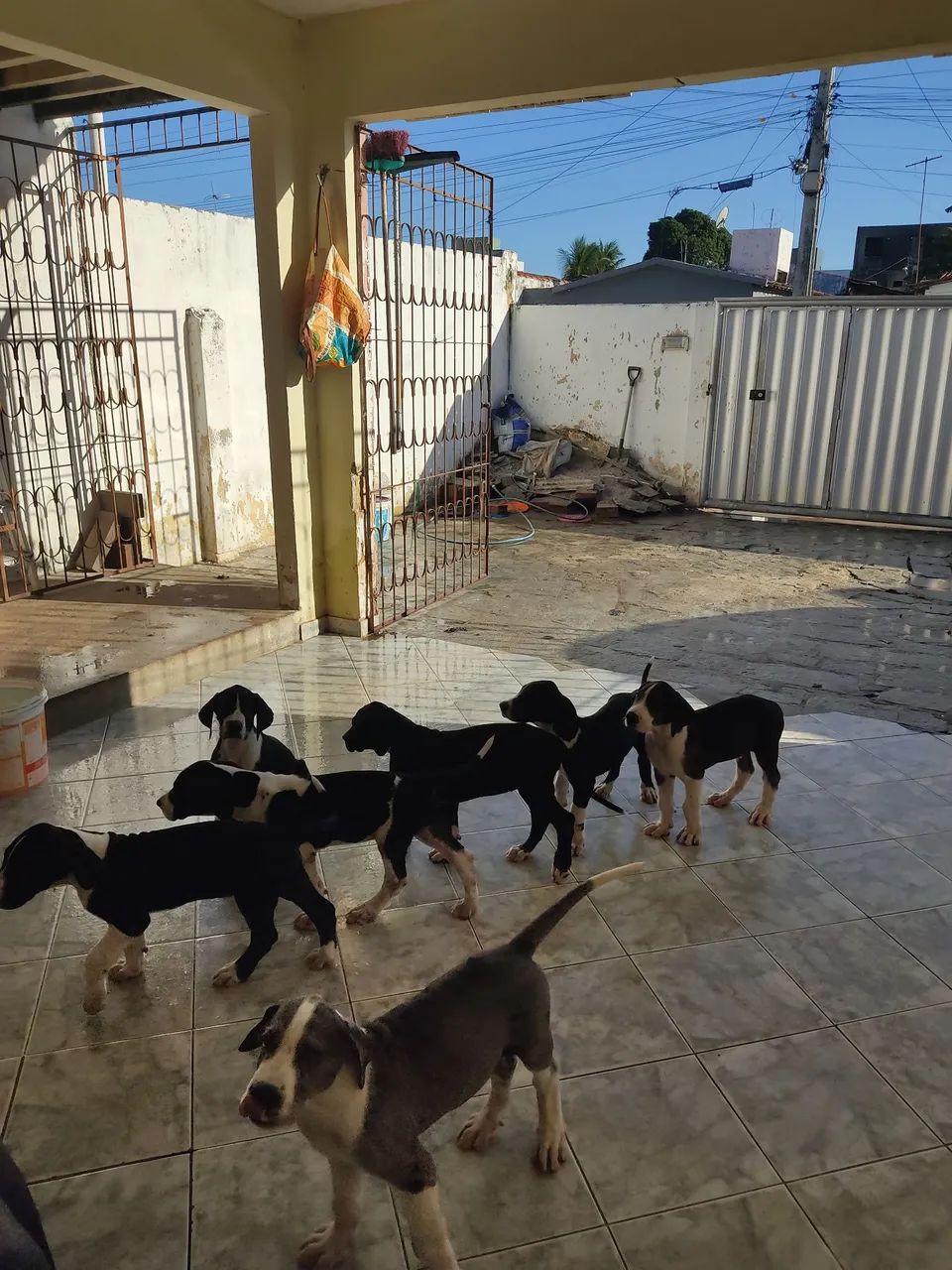 Filhotes de Dogue Alemão  - Foto 5