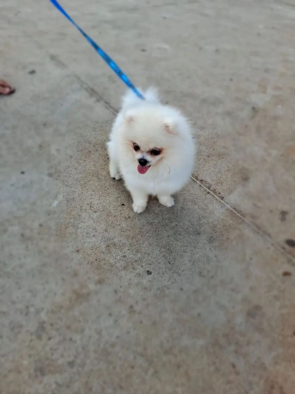 Vende se Splinte alemão ( Lulu da Pomerânia) - Foto 5