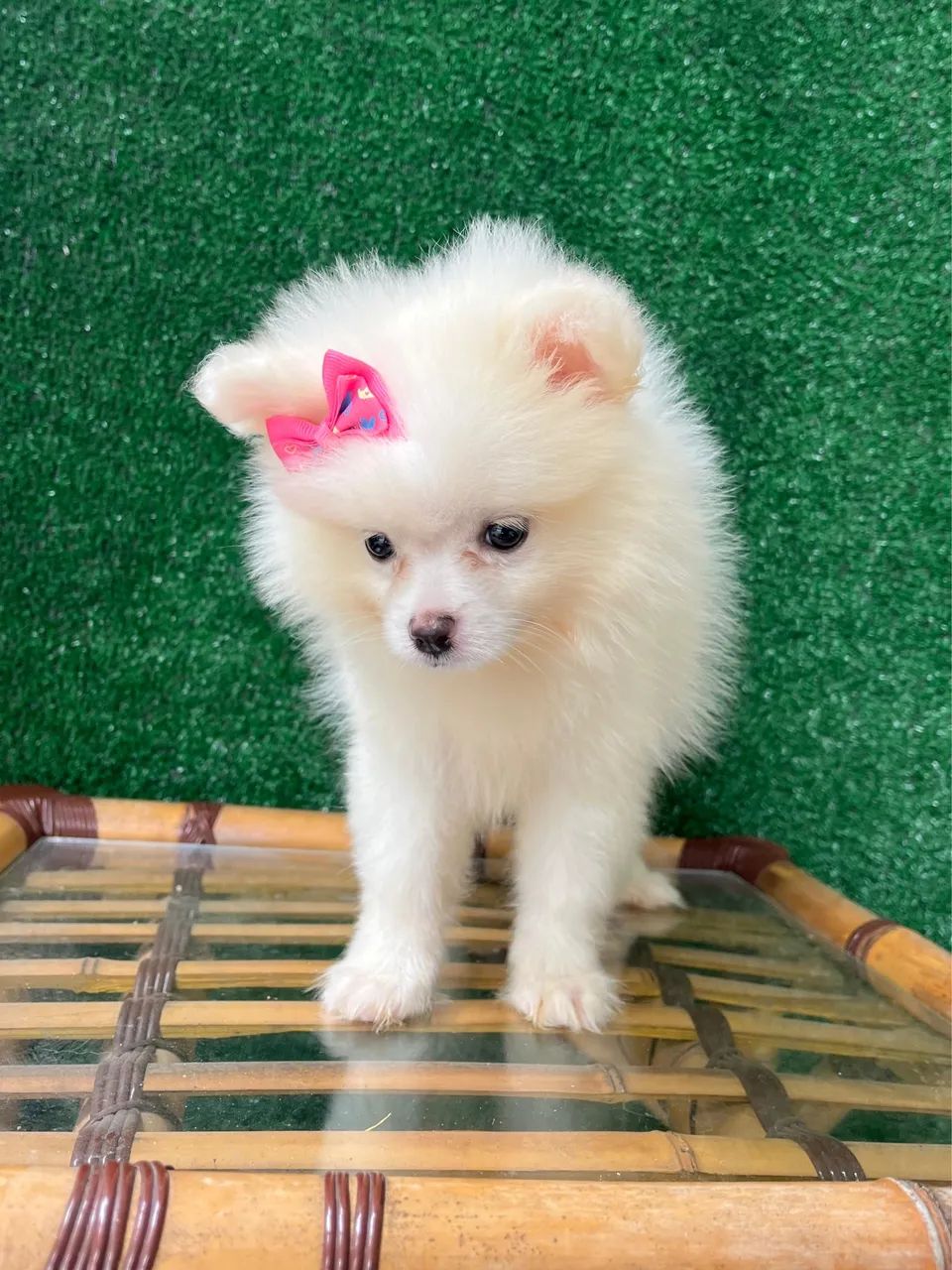 Spitz Alemso. Femea - Foto 4