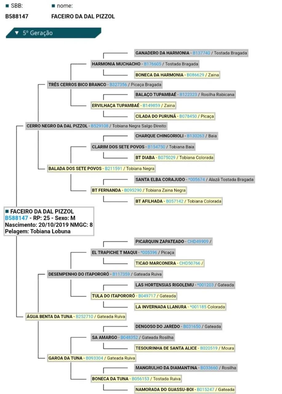 Castrado de patrao grande e forte e bem manso  - Foto 5