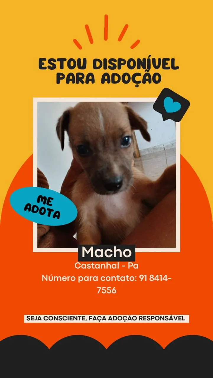 Filhote Macho para Adoção em Castanhal - PA