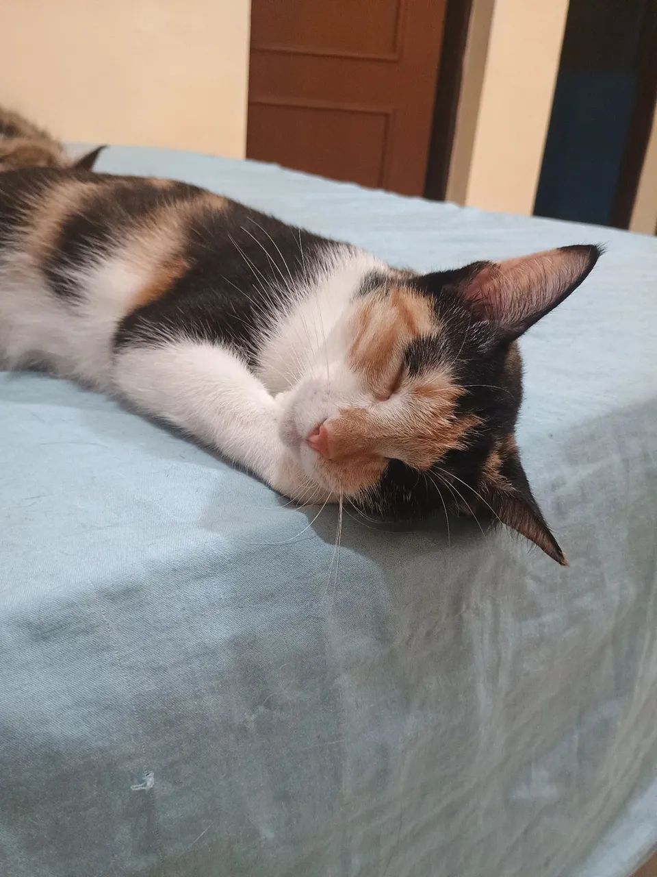 Doação Responsável de Gata - Foto 4