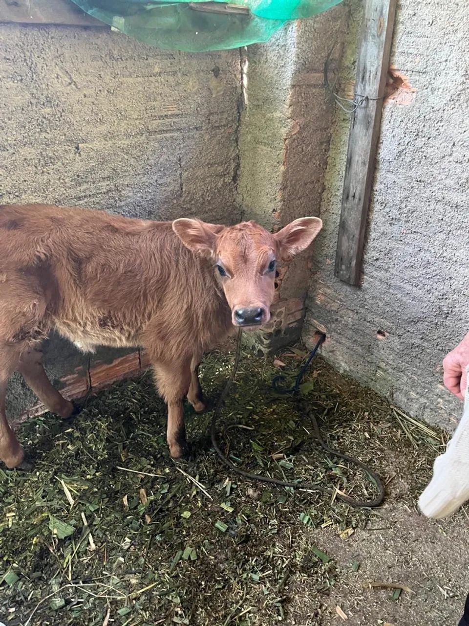 Bezerro - Saudável e Bem Cuidado