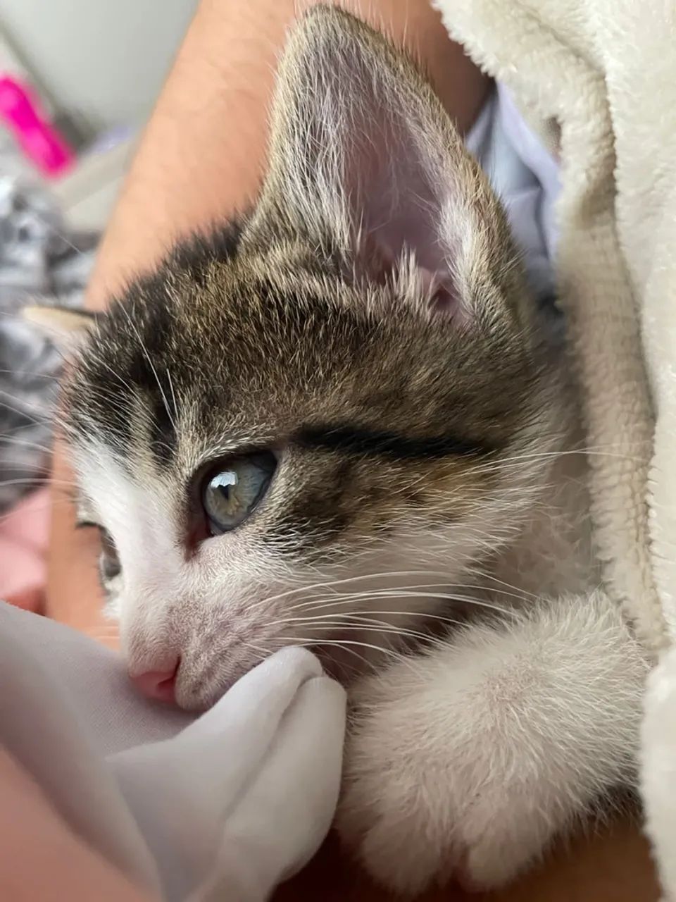 Gatinho fofo para adoção - Foto 2