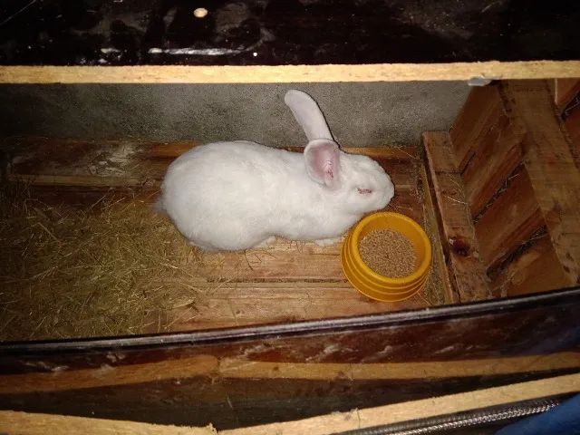 Vendo coelhos gigante de frandes de vários tamanhos