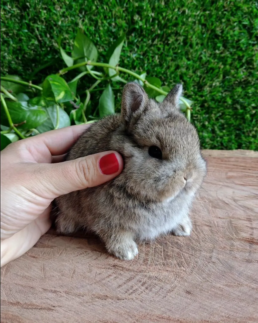 Netherland dwarf linhagem importada