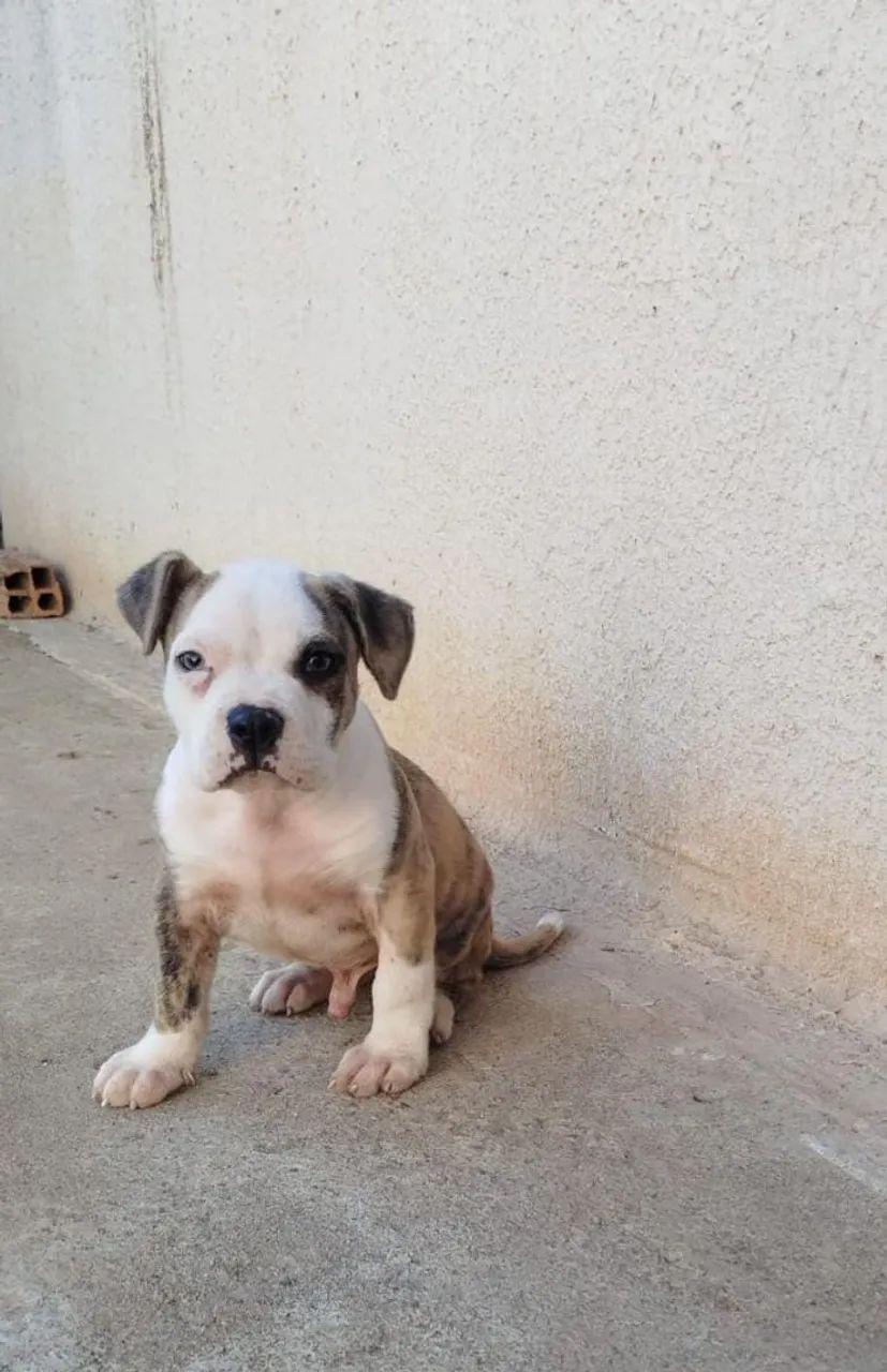 Vende cachorro  - Foto 2