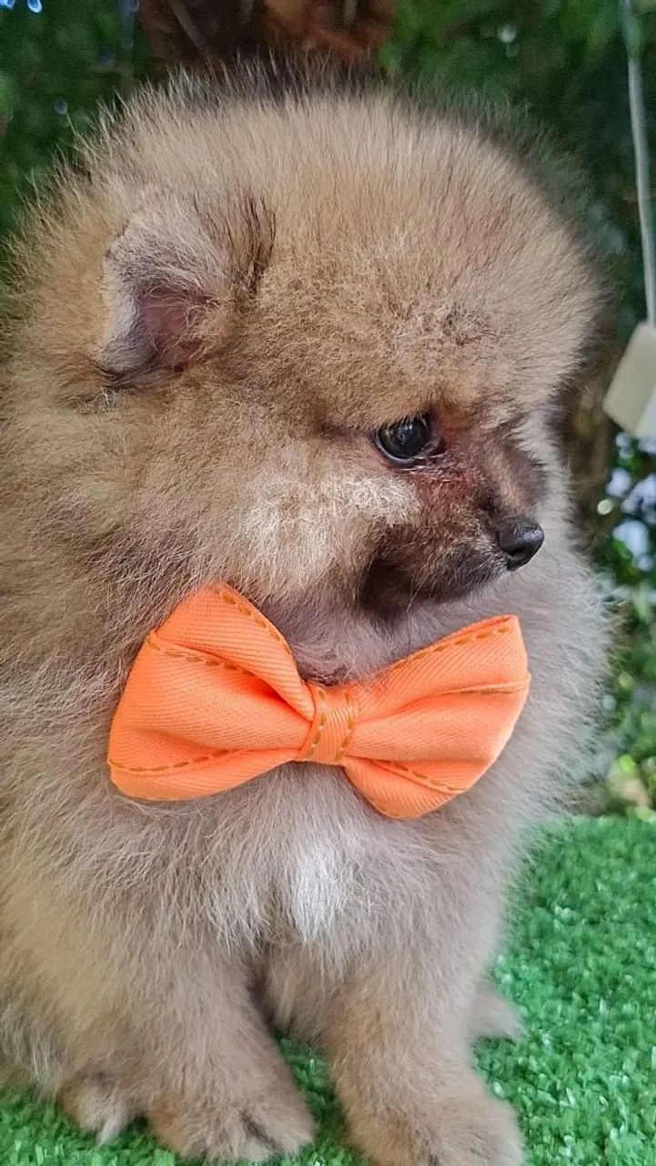 LuluPomerania  - Foto 4