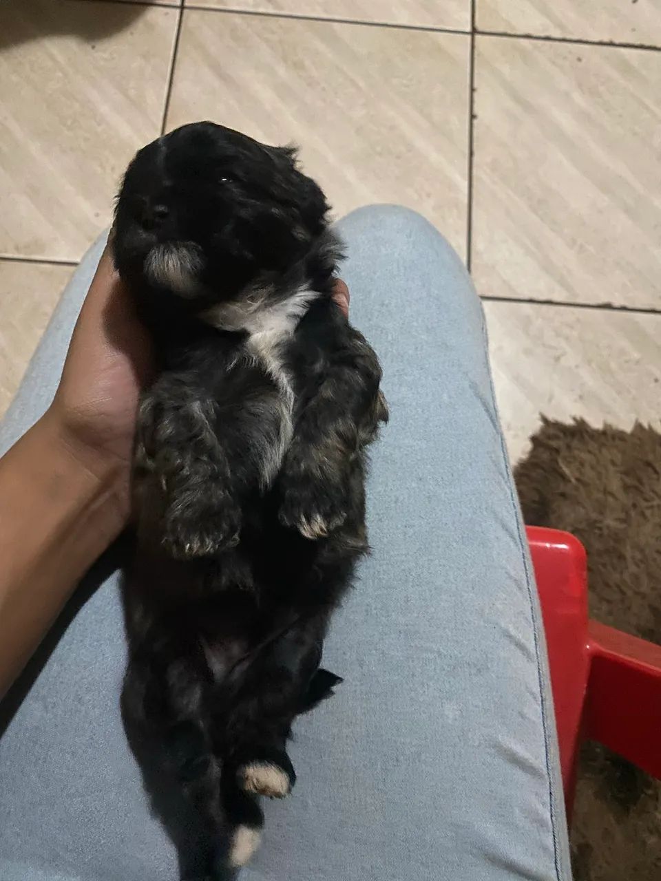 Filhotes de SHIH TZU  - Foto 3