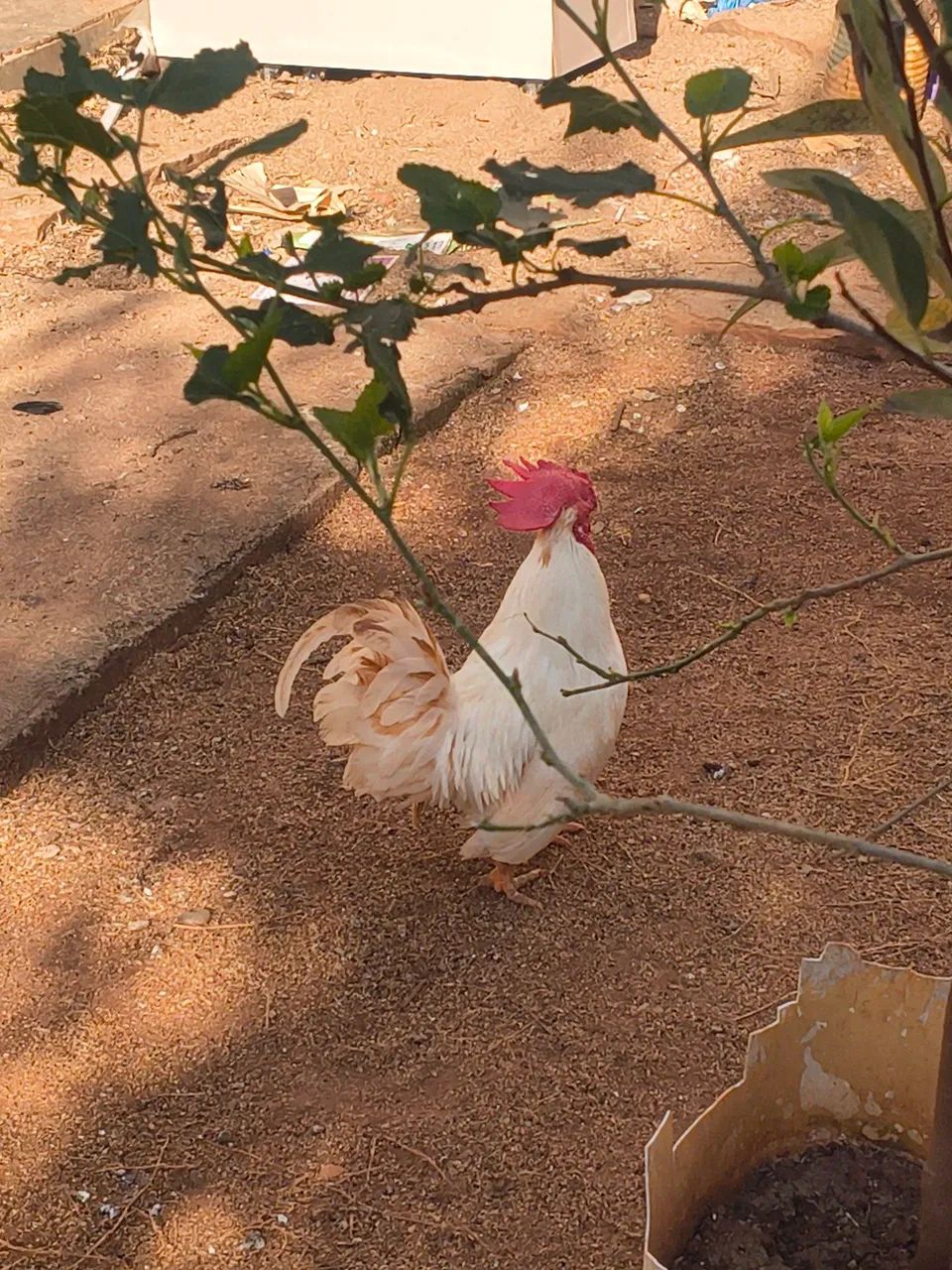 Garnizé branco - Foto 2