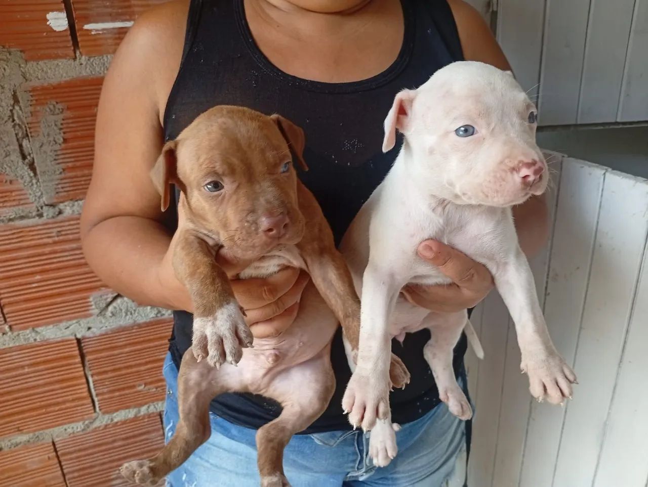 Filhotes de Pitbull  - Foto 5