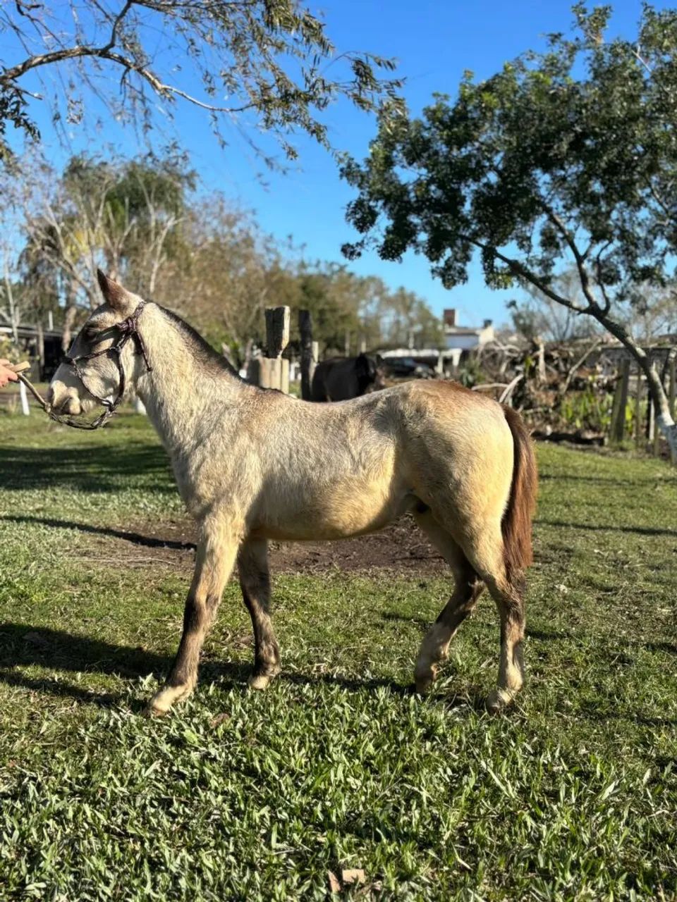 Égua e Potro - Foto 5