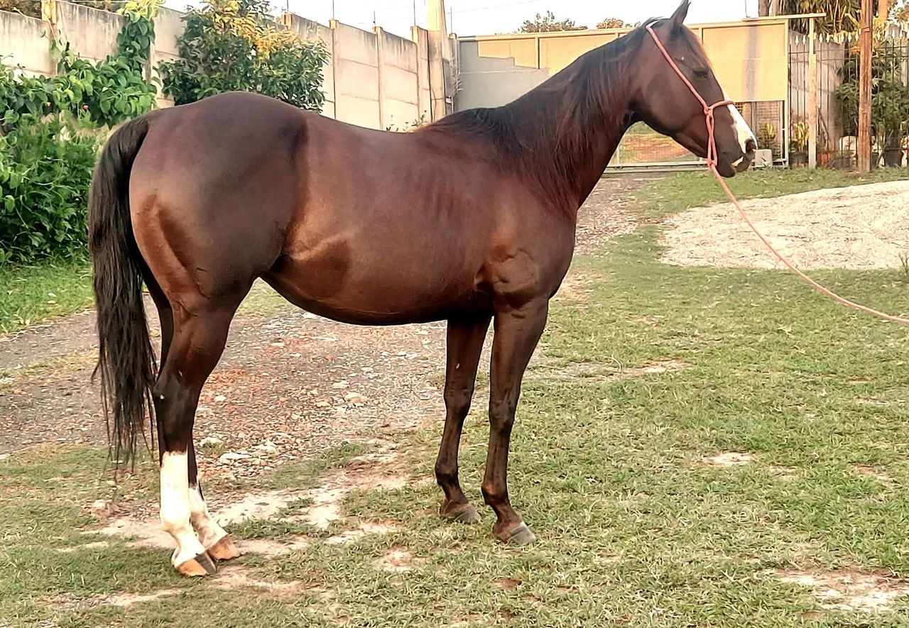 Égua Quarto de Milha - Foto 4