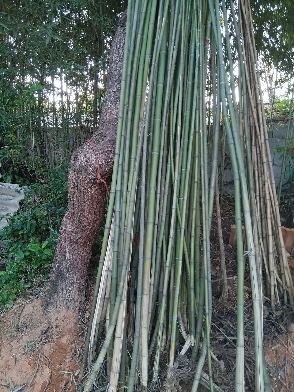 Varas de bambu cana da india