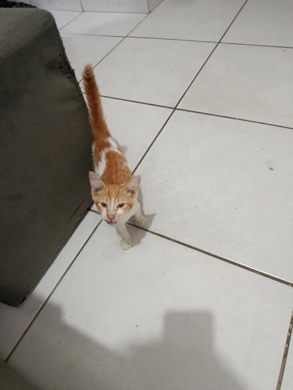 Pet  - Foto 3