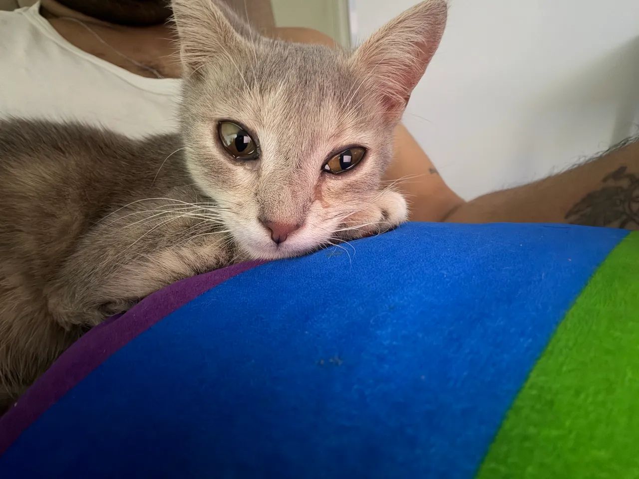 Doação de Gato