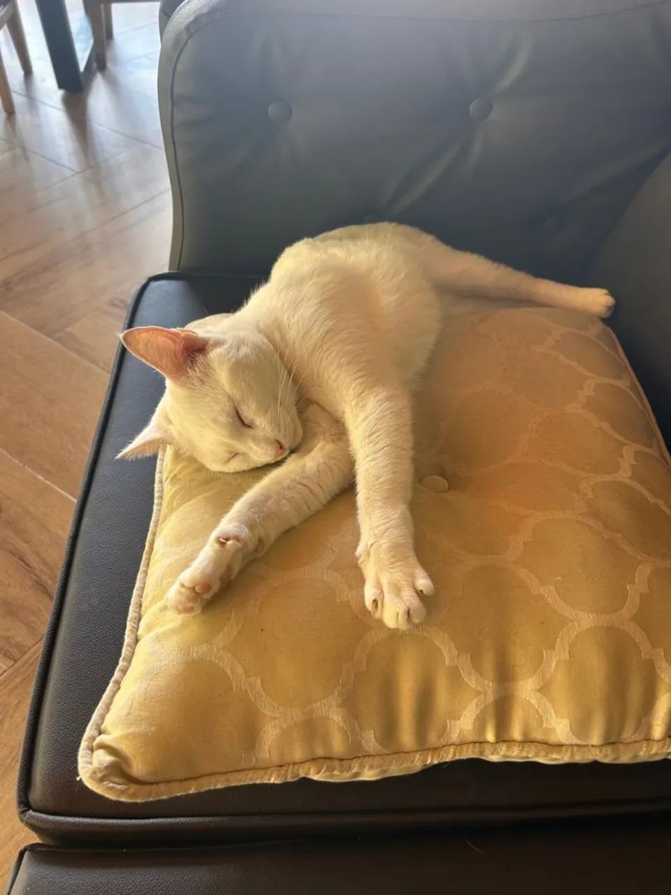 Gato branquinho  - Foto 2