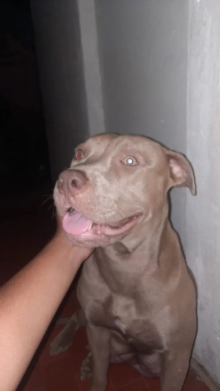 Pet - Foto 3
