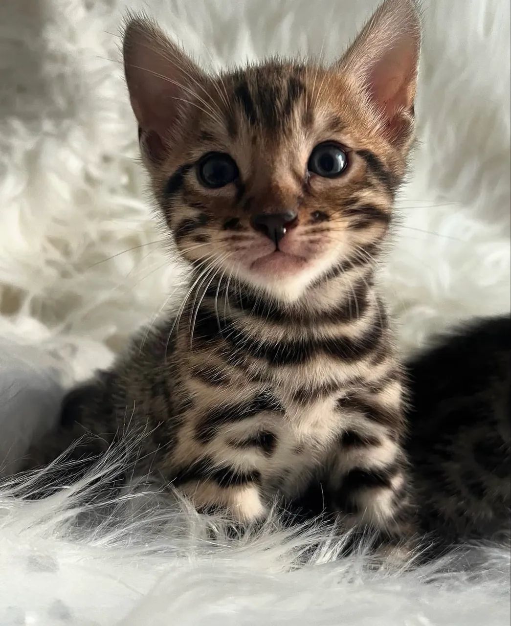 Filhotes Bengal 