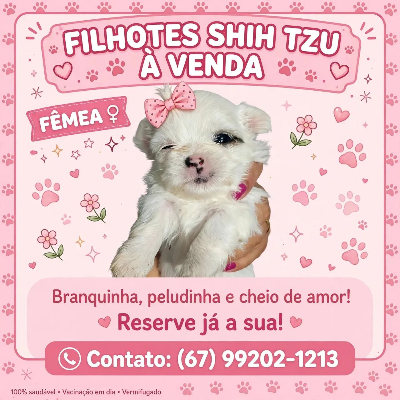 Shihtzu  femea - Foto 3