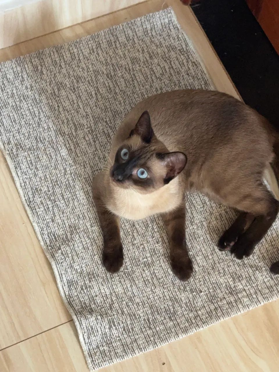 Gata para adoção 