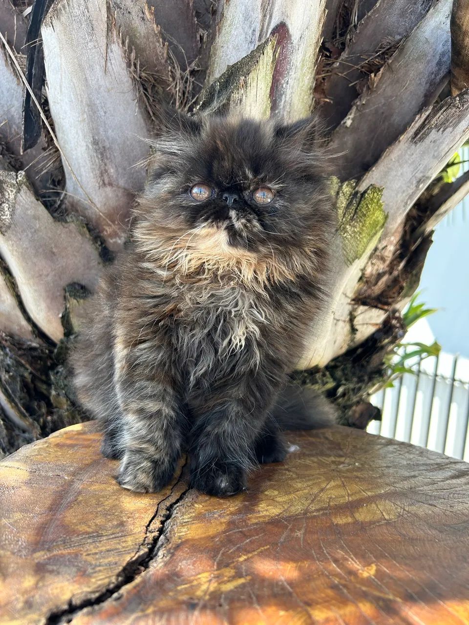 Gato persa  - Foto 4