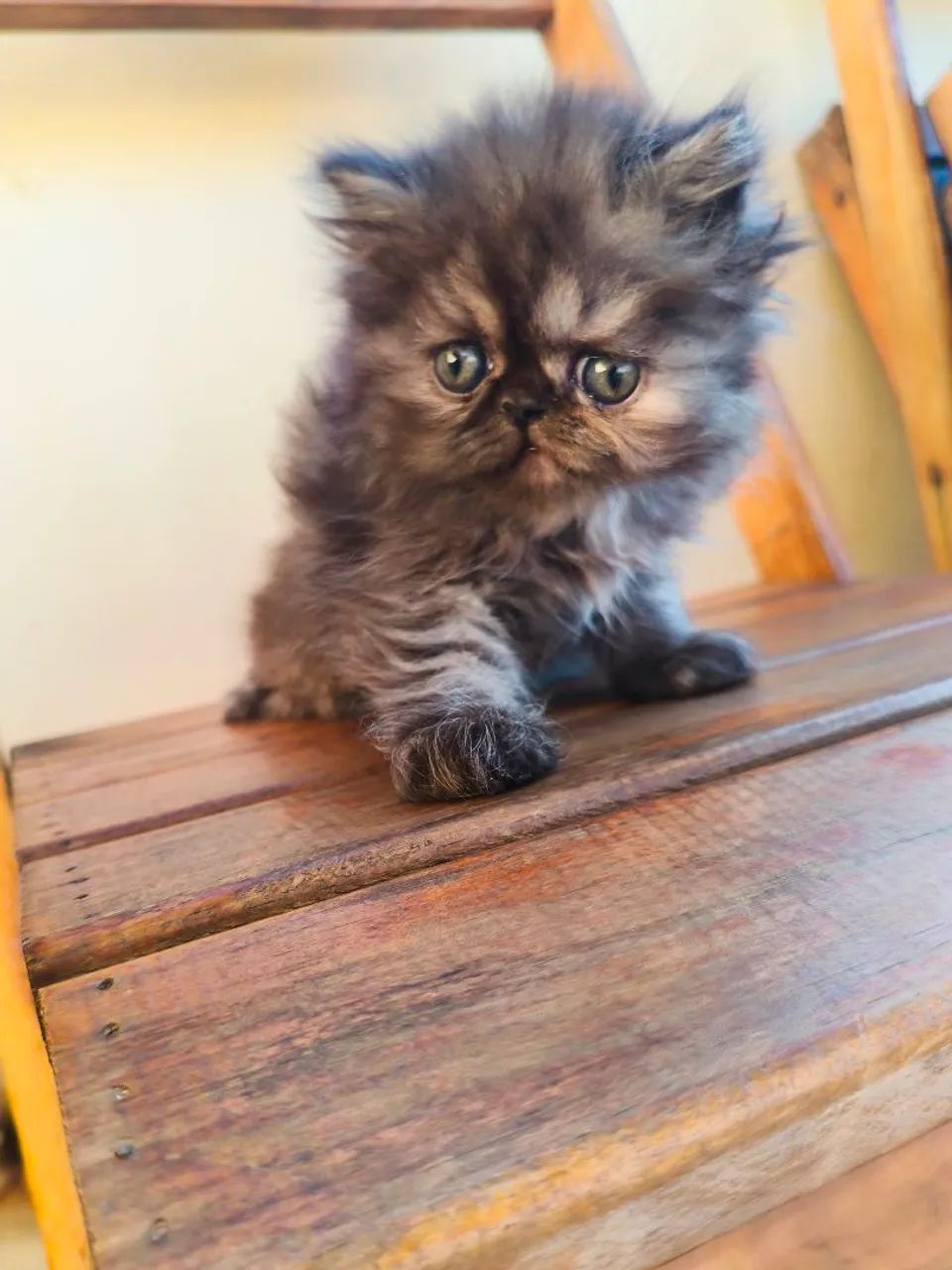 Persa TopShow - Fêmea Cor Black Smoked - Foto 5