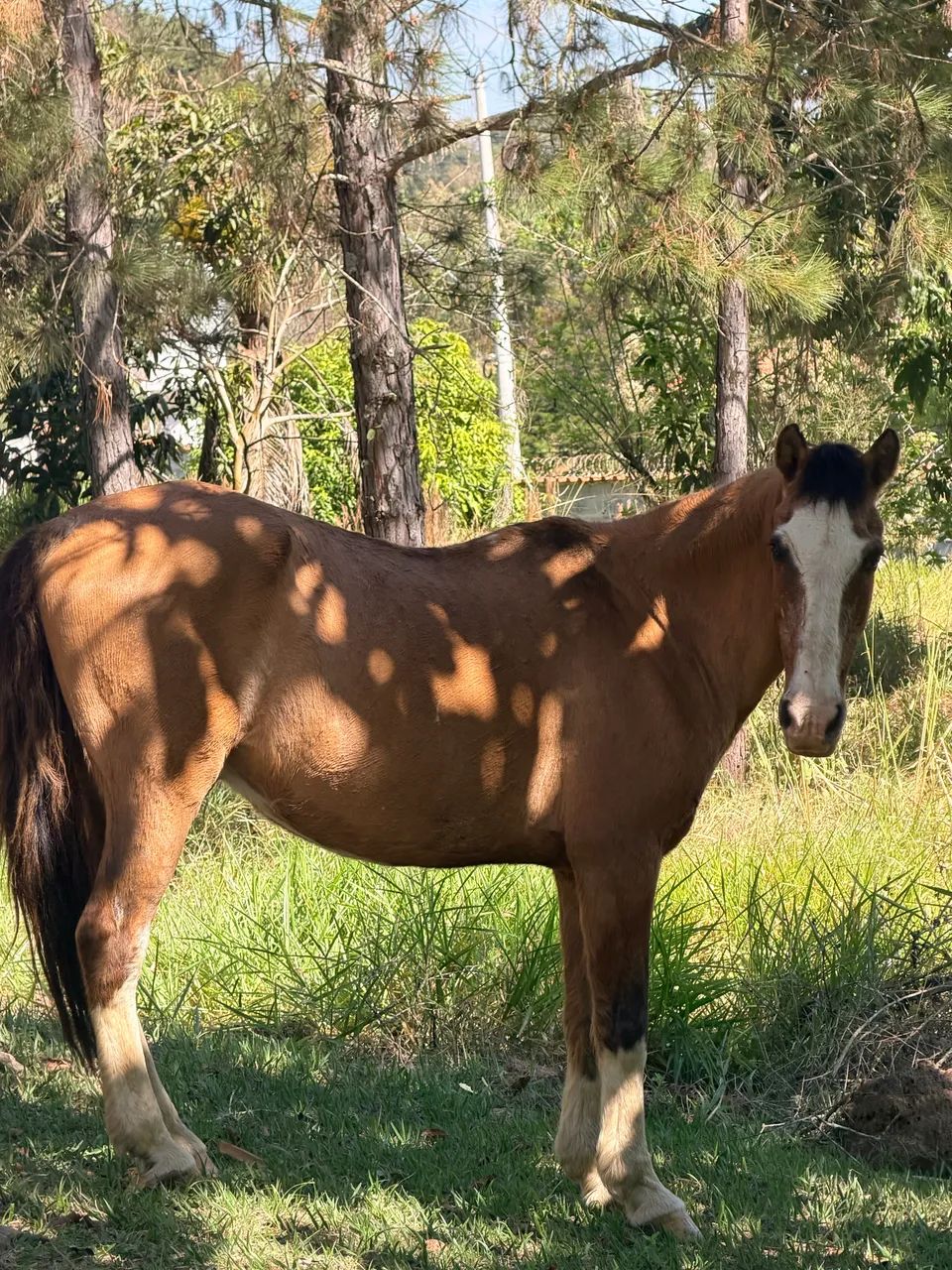 Cavalo Mangalarga  - Foto 2