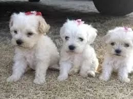 Poodle aprende tudo rápido.