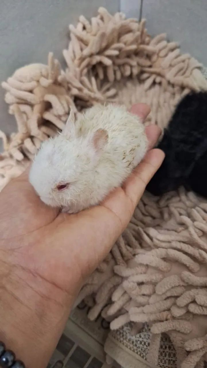 Vendo filhote de coelhos anão Netherlands o menor coelhos do mundo   - Foto 2