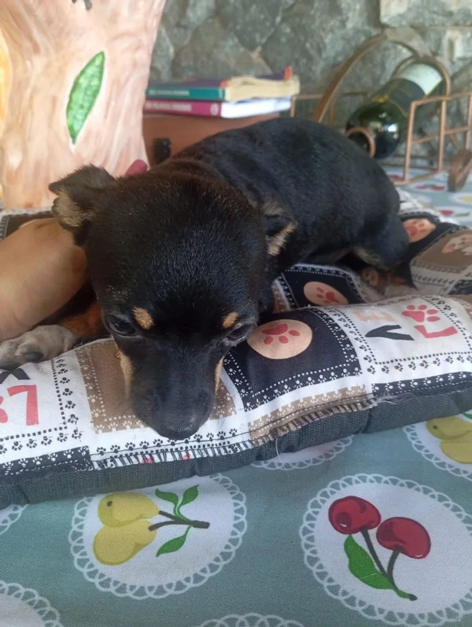 Pincher  - Foto 3