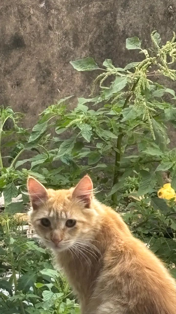 Doação 2 gatos  - Foto 3