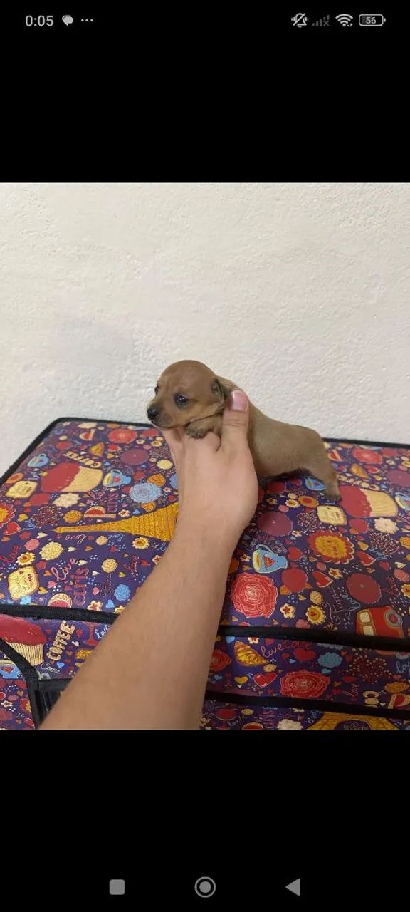 pinscher macho - Foto 3