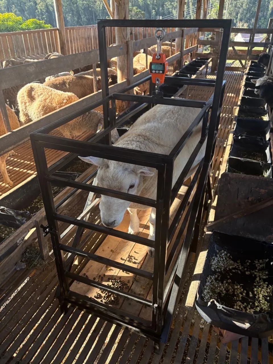 Balança para pesar ovelhas de até 150kg - Foto 2