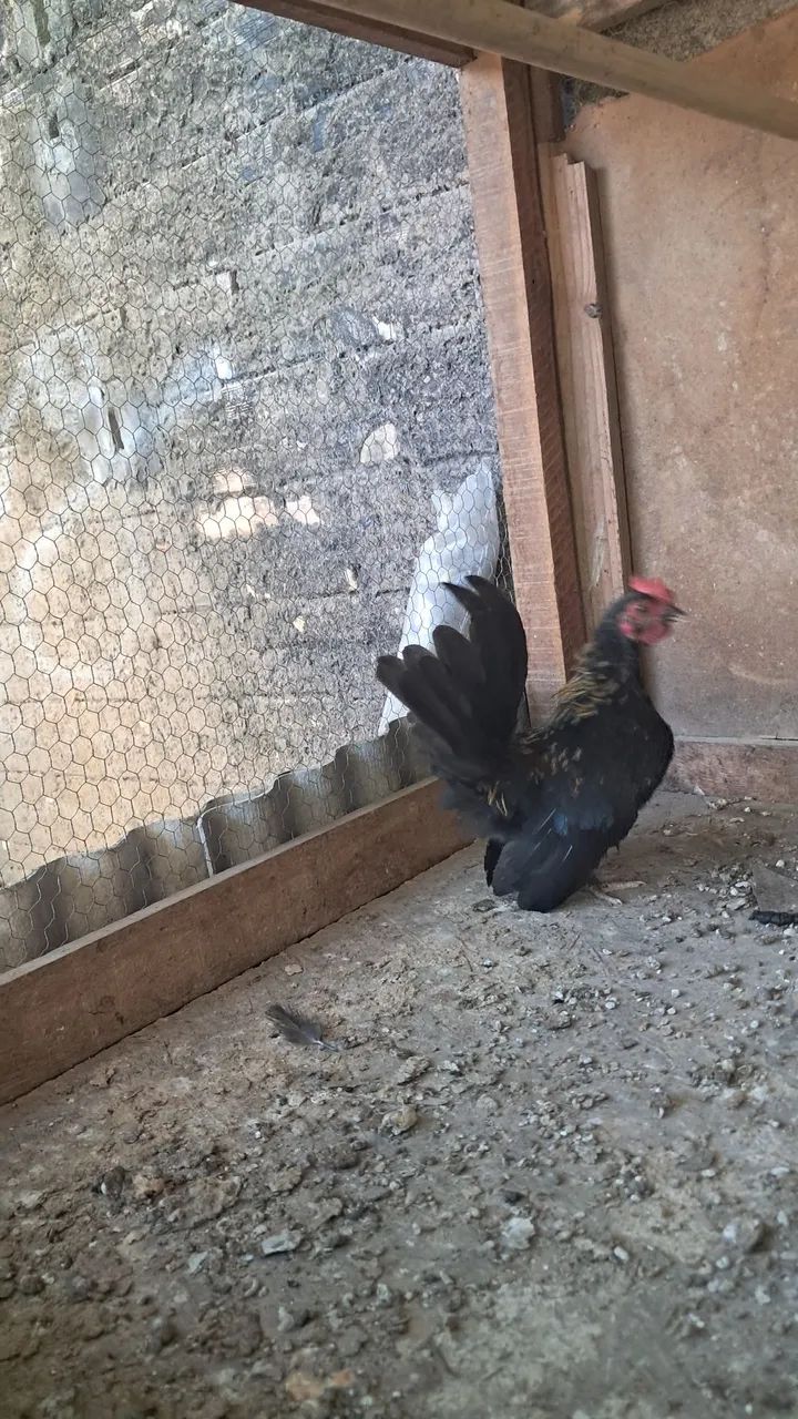 Frango Nagasaki e um galo garnize - Foto 3
