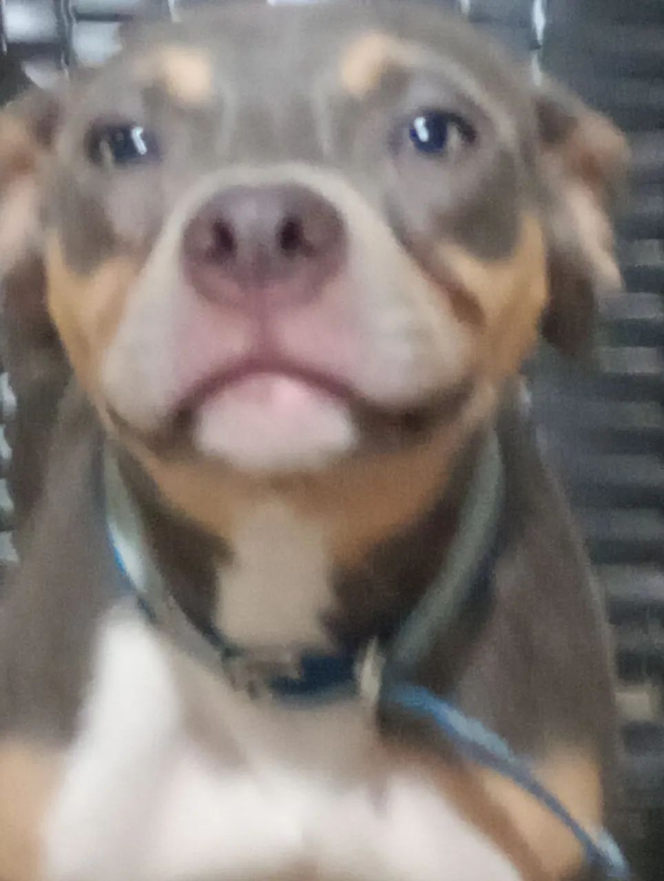 American bully standard - Foto 4