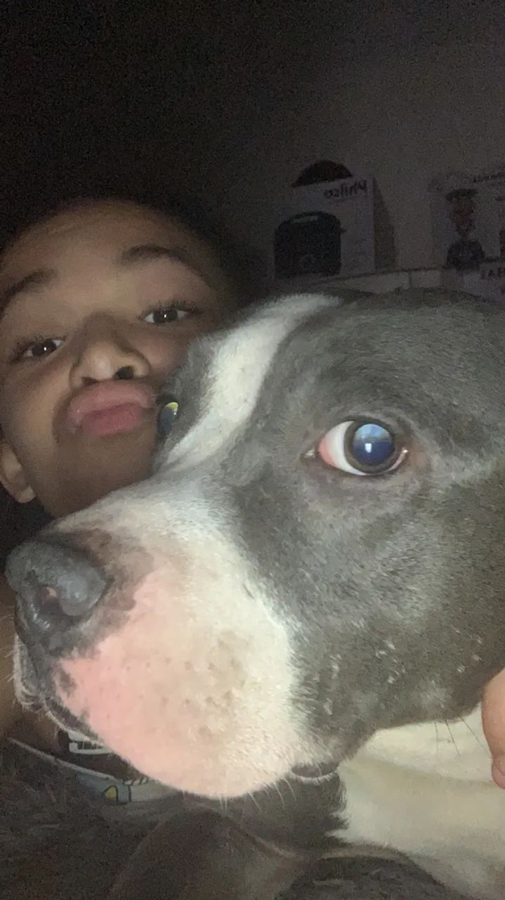 Doa-se pitbull CINZA - Foto 3
