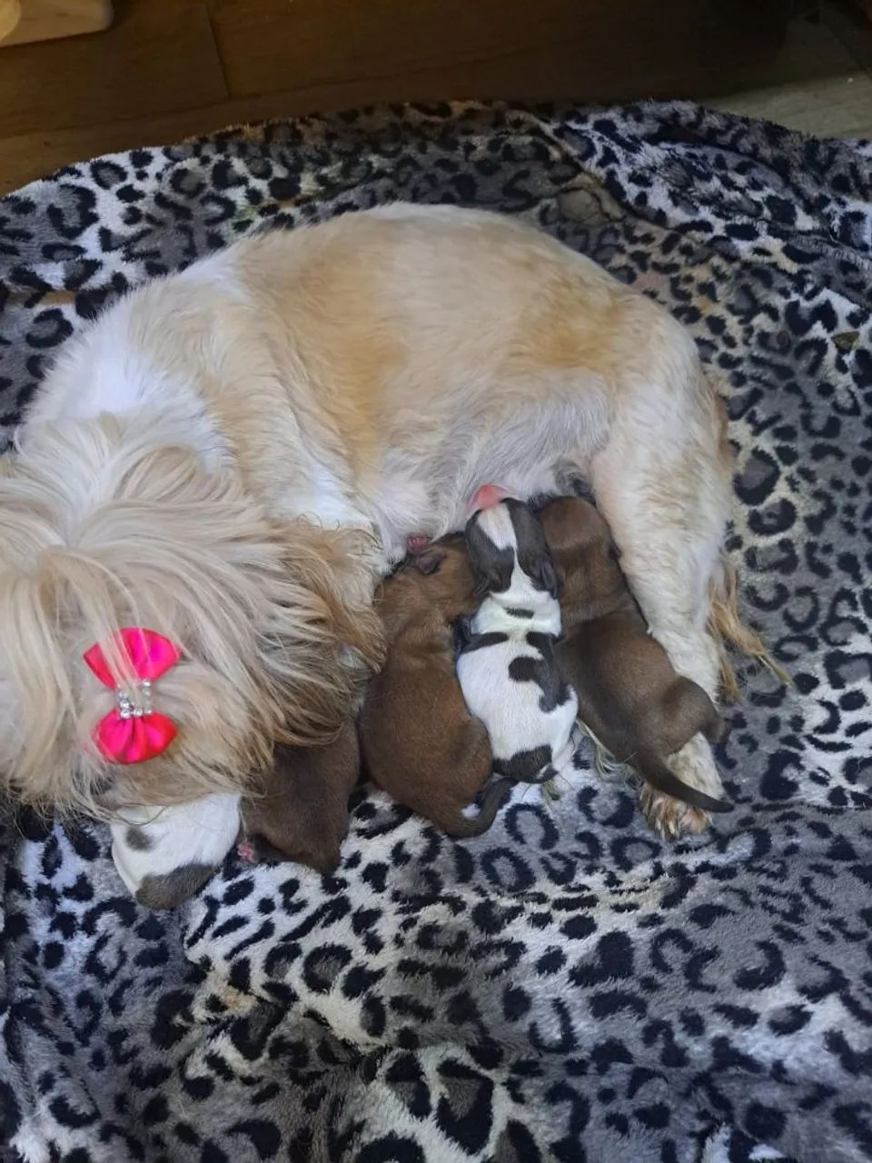 Filhotes de Shih Tzu - Foto 2