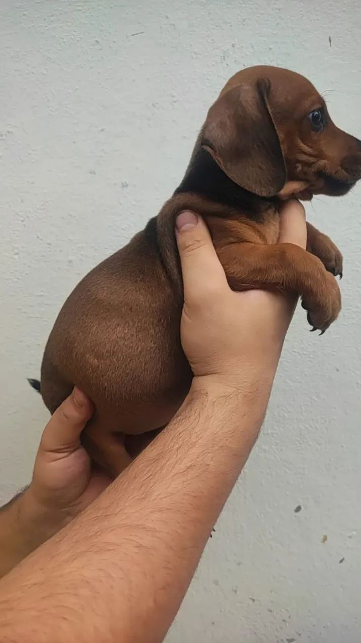 Dachshund miniatura - Foto 4
