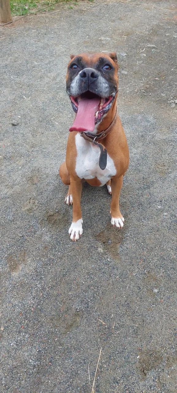 Cachorro boxer