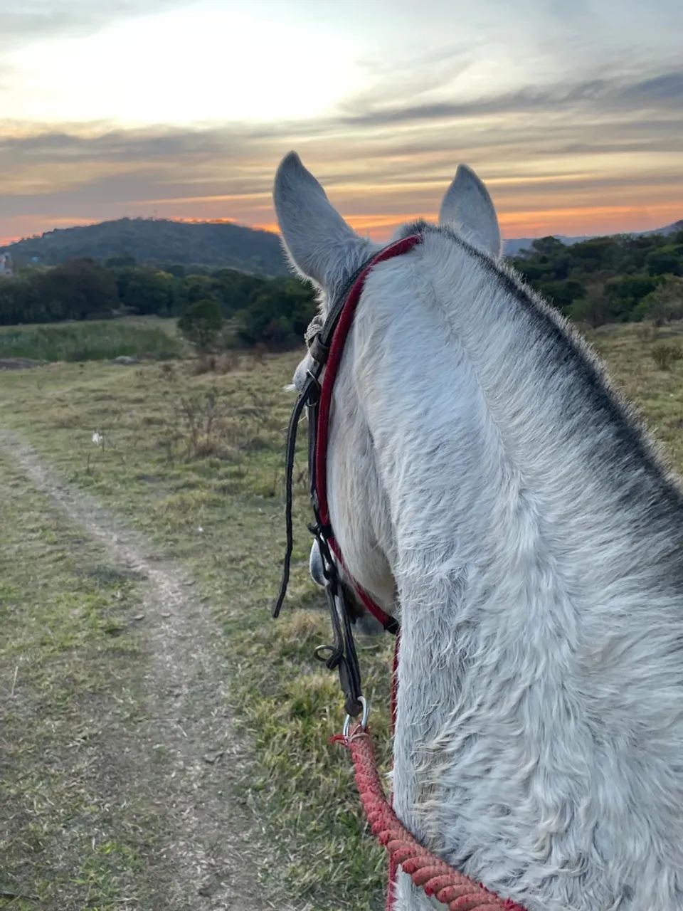 Égua marcha picada - Foto 4