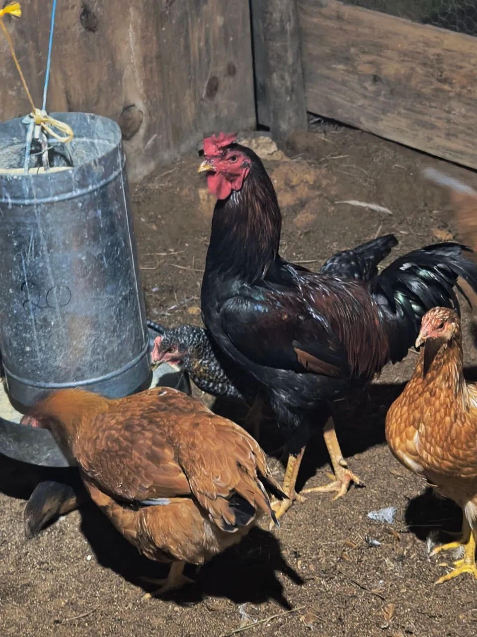 Vendo Frango caipira 