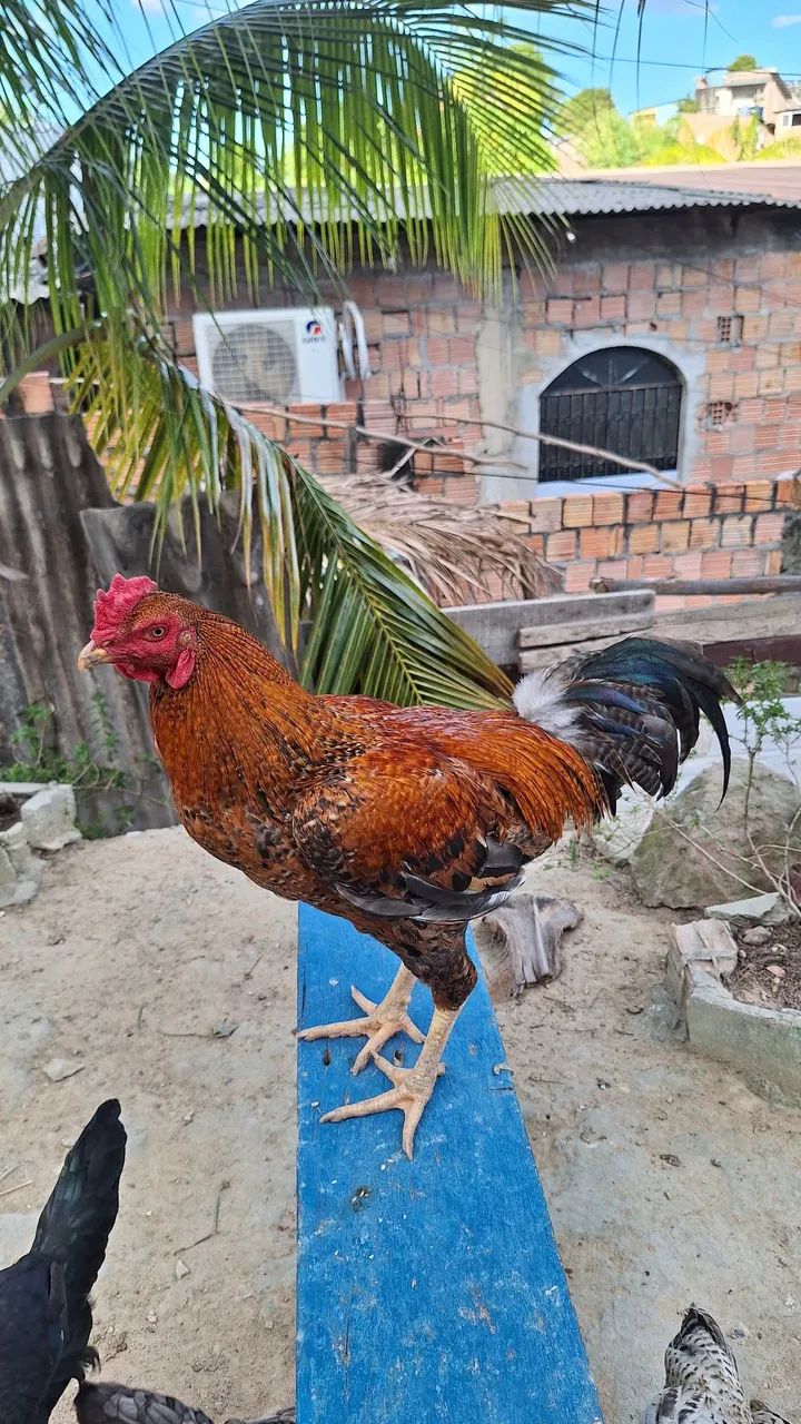 DISPONÍVEL  - Foto 2