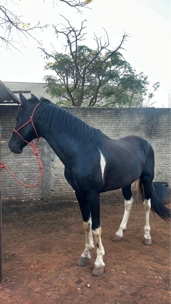 Vendo Cavalo Mangalarga - Foto 2