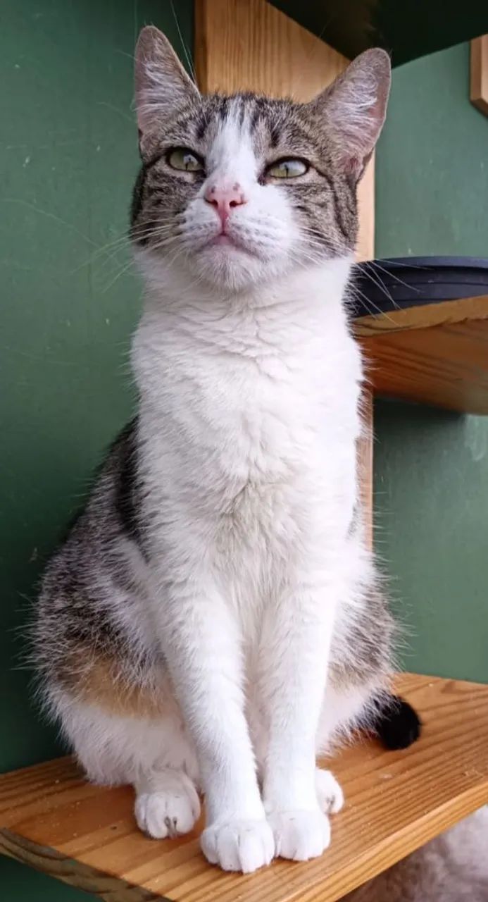 Doação de lindas gatinhas  - Foto 3