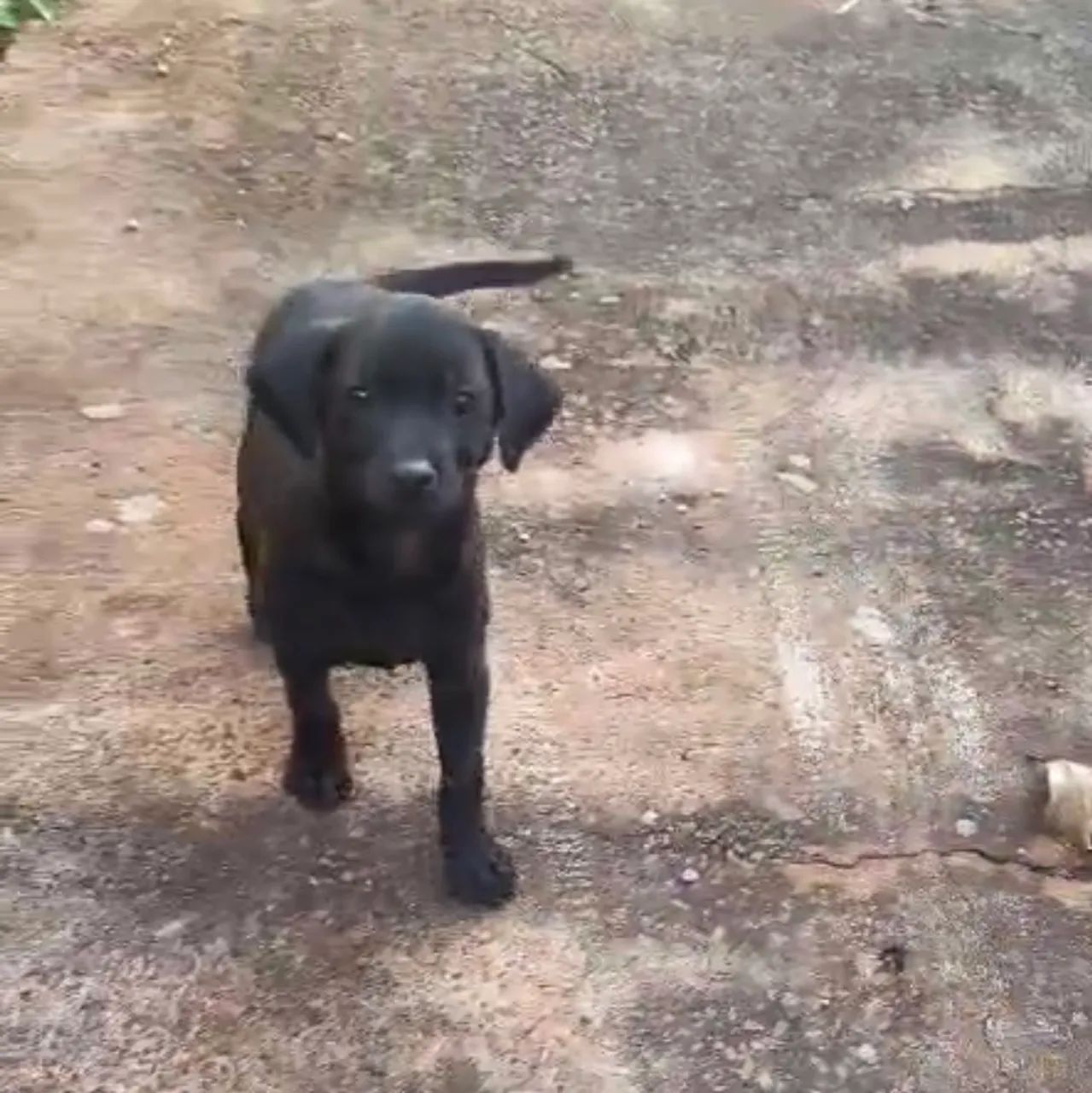 2 filhotes para adoção 