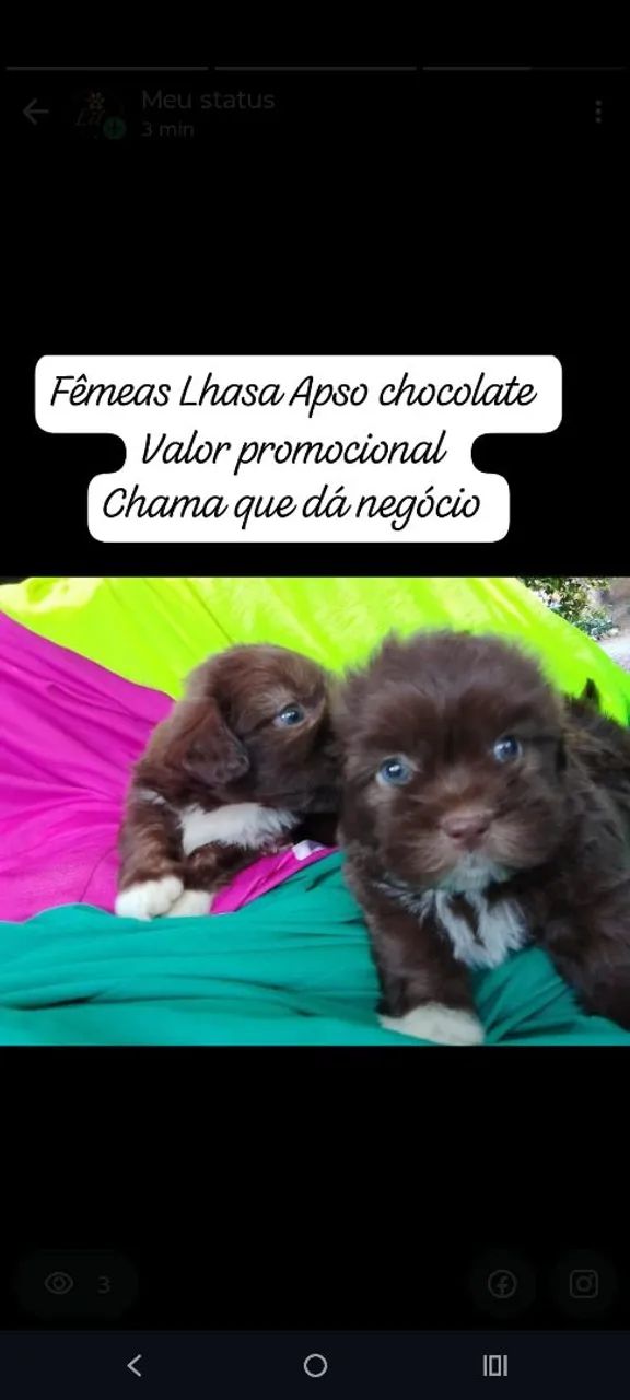 Lhasa Apso chocolate 
