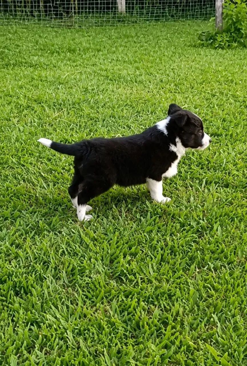 Border Collie macho - Foto 5