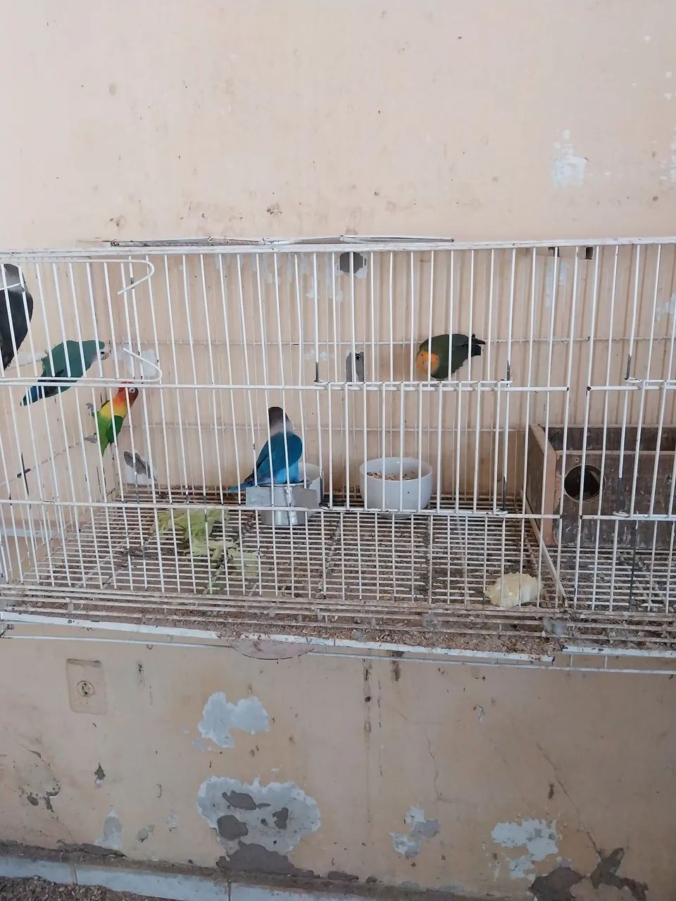 Vendo agapornias com gaiola